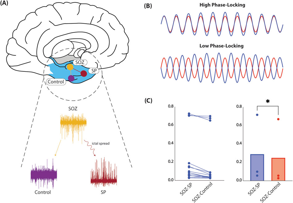Modeling seizure networks in neuron-glia cultures using microelectrode arrays